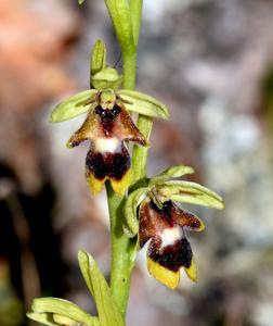 Ophrys insectifera subsp. aymoninii