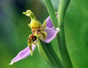 Ophrys apifera