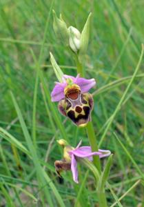 Ophrys holosericea subsp. holosericea