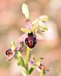 Ophrys sphegodes subsp. araneola