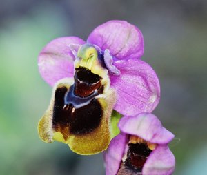 Ophrys tenthredinifera