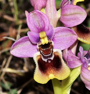 Ophrys tenthredinifera