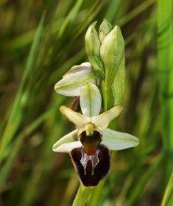 Ophrys sphegodes