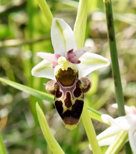Ophrys scolopax