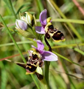 Ophrys scolopax subsp. scolopax