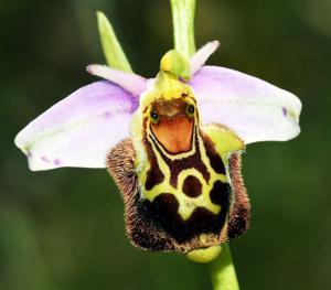 Ophrys holosericea subsp. holosericea