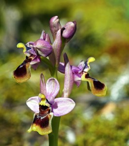 Ophrys tenthredinifera