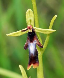 Ophrys insectifera