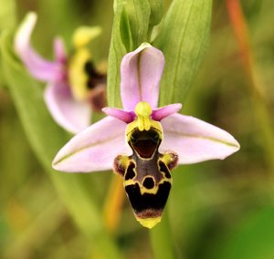 Ophrys scolopax subsp. apiformis