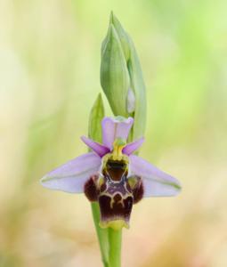 Ophrys scolopax subsp. scolopax