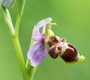 Ophrys scolopax subsp. scolopax