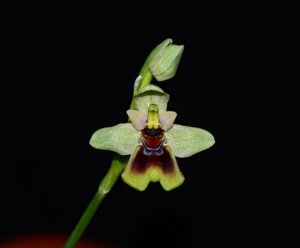 Ophrys tenthredinifera