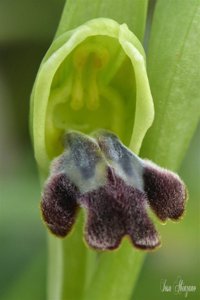 Ophrys fusca subsp. fusca