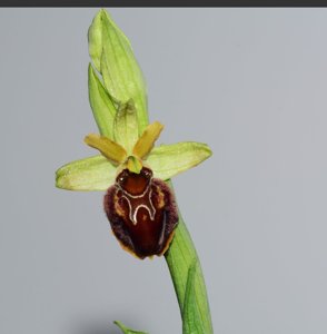 Ophrys sphegodes