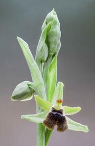 Ophrys sphegodes subsp. araneola