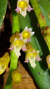 Schoenorchis secundiflora