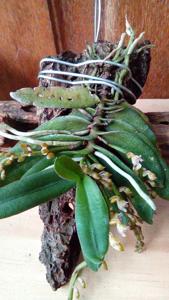 Schoenorchis secundiflora