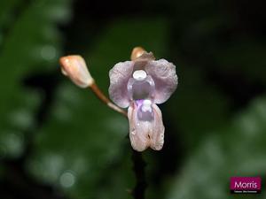 Didymoplexiella siamensis