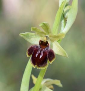 Ophrys sphegodes subsp. sphegodes