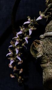 Diplocentrum congestum