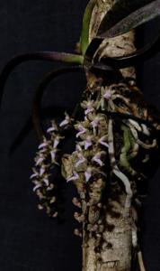 Diplocentrum congestum