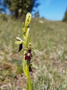 Ophrys insectifera