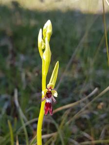Ophrys insectifera