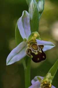 Ophrys apifera
