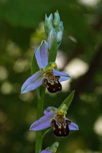 Ophrys apifera