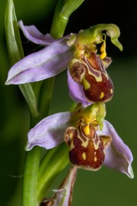 Ophrys apifera