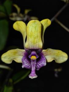 Dendrobium violaceoflavens