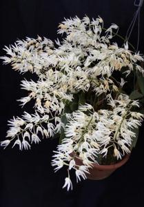 Dendrobium jonesii var. jonesii