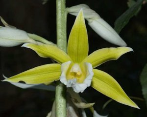 Phaius tankervilleae var. bernaysii