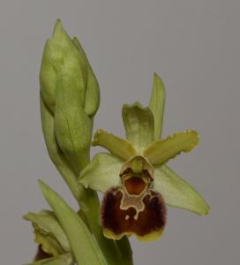 Ophrys sphegodes subsp. araneola