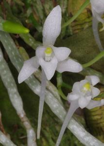 Mystacidium brayboniae