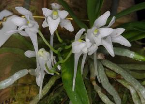 Mystacidium brayboniae