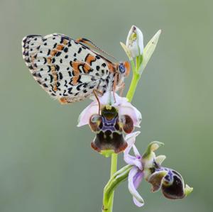 Ophrys scolopax subsp. scolopax