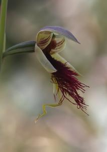 Calochilus paludosus