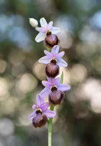 Ophrys sphegodes subsp. aveyronensis