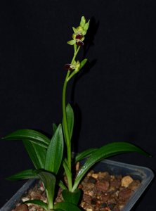 Ophrys fusca
