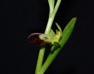 Ophrys fusca