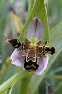 Ophrys apifera