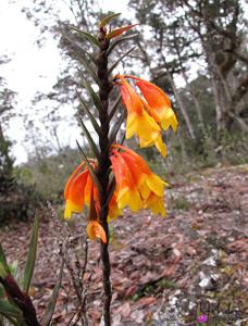 Dendrobium subclausum