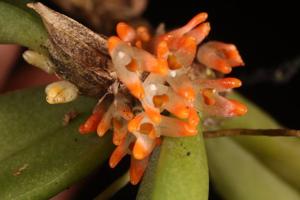Bulbophyllum schillerianum