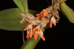 Bulbophyllum schillerianum
