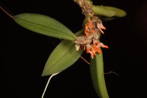 Bulbophyllum schillerianum