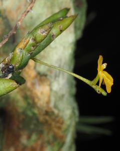 Porrorhachis galbina