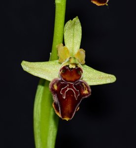 Ophrys sphegodes