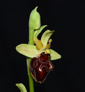 Ophrys sphegodes
