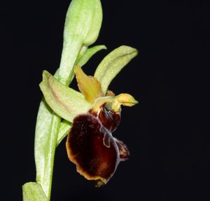 Ophrys sphegodes